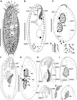 Taxonomy and Phylogeny of Two Spirotrichean Ciliates (Alveolata, Protista, and Ciliophora) From a Plateau Saline–Alkaline Lake in Tibet, China, Including Description of a New Species